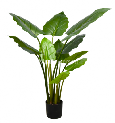 Алоказия 120см 11л. Арт.G1309-X4J-11L